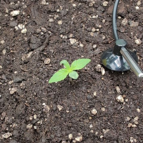 Sour Diesel Auto growlog timeline photo