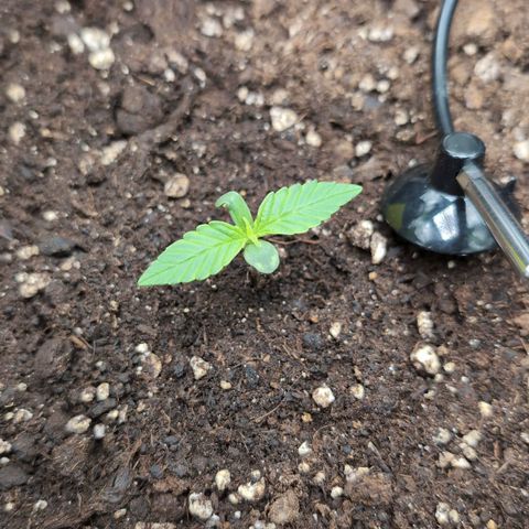Sour Diesel Auto growlog timeline photo