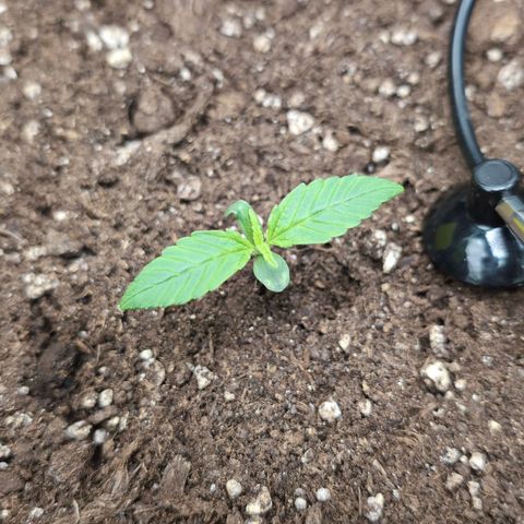 Sour Diesel Auto growlog timeline photo