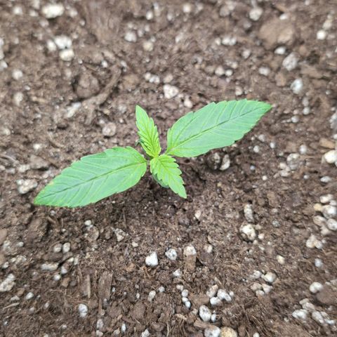 Sour Diesel Auto growlog timeline photo