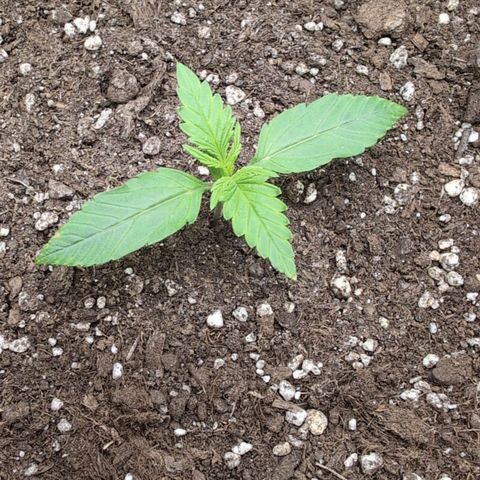 Sour Diesel Auto growlog timeline photo