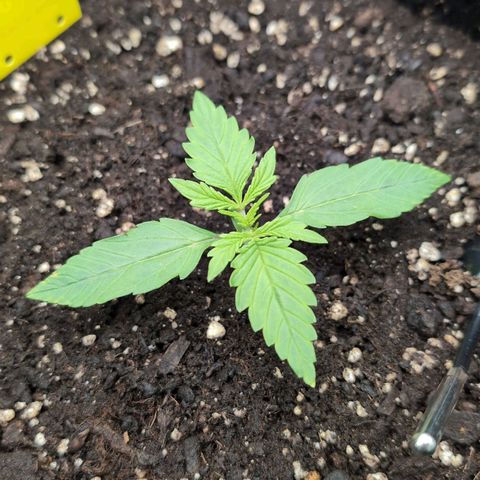 Sour Diesel Auto growlog timeline photo