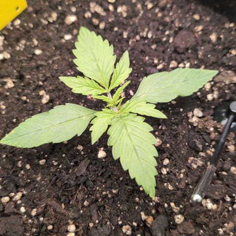 Sour Diesel Auto growlog timeline photo