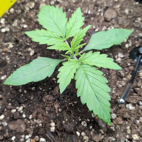 Sour Diesel Auto growlog timeline photo