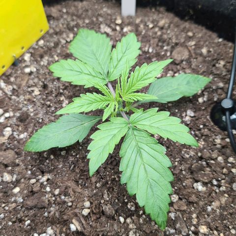 Sour Diesel Auto growlog timeline photo
