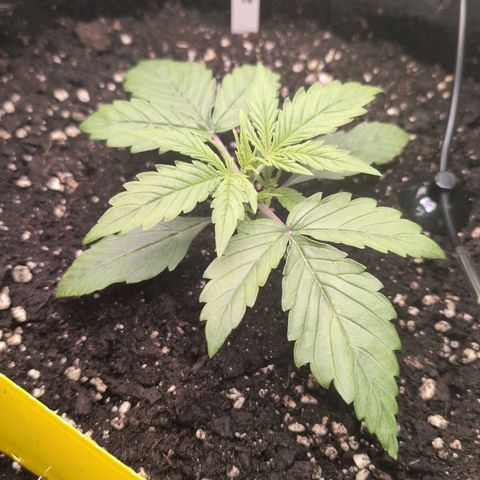 Sour Diesel Auto growlog timeline photo