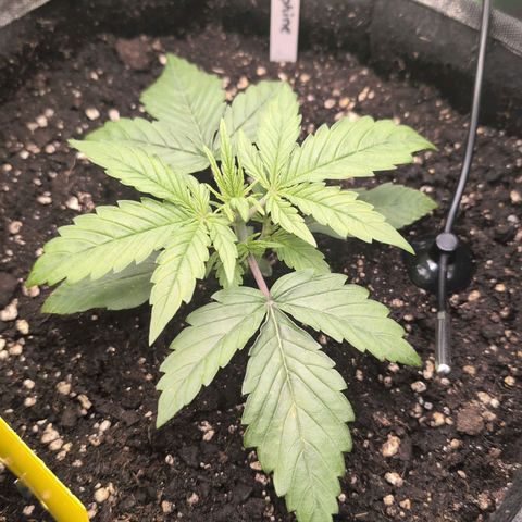 Sour Diesel Auto growlog timeline photo