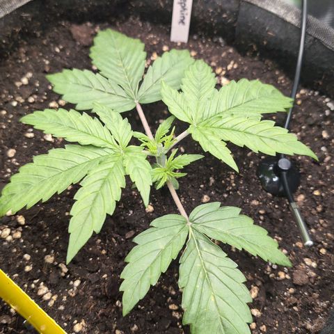 Sour Diesel Auto growlog photo: Getoppt und die unteren beiden Seitentriebe entfernt 