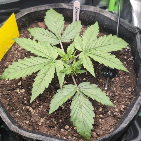 Sour Diesel Auto growlog timeline photo