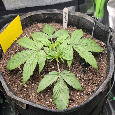 Sour Diesel Auto growlog timeline photo