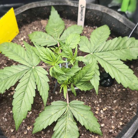 Sour Diesel Auto growlog timeline photo