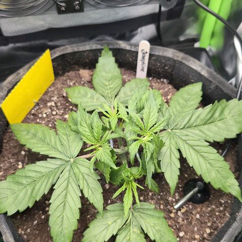Sour Diesel Auto growlog timeline photo