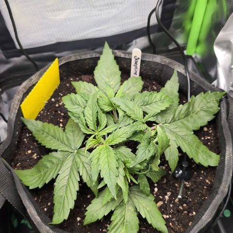 Sour Diesel Auto growlog timeline photo