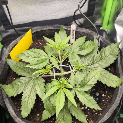 Sour Diesel Auto growlog timeline photo