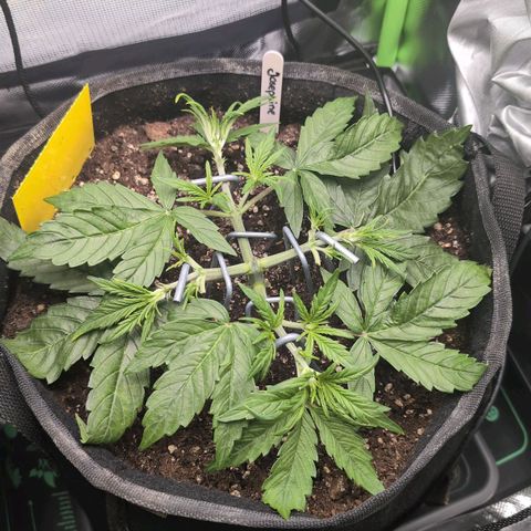 Sour Diesel Auto growlog timeline photo