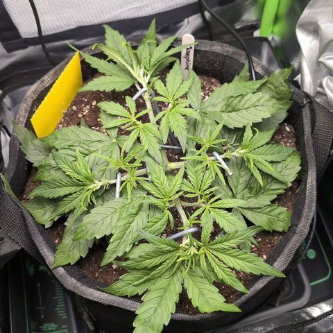 Sour Diesel Auto growlog timeline photo