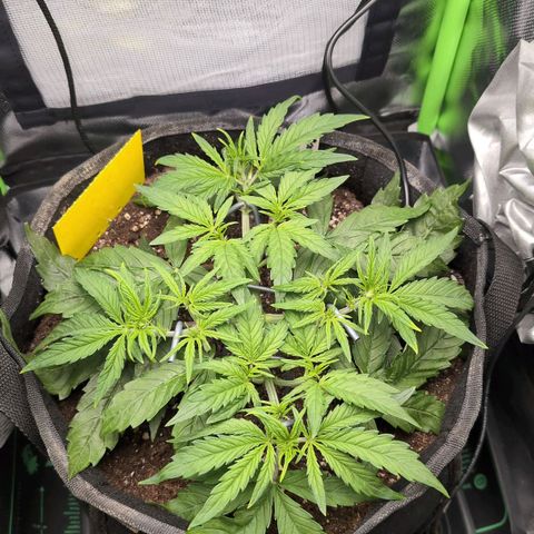 Sour Diesel Auto growlog timeline photo