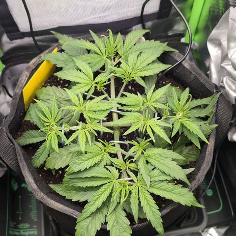 Sour Diesel Auto growlog timeline photo