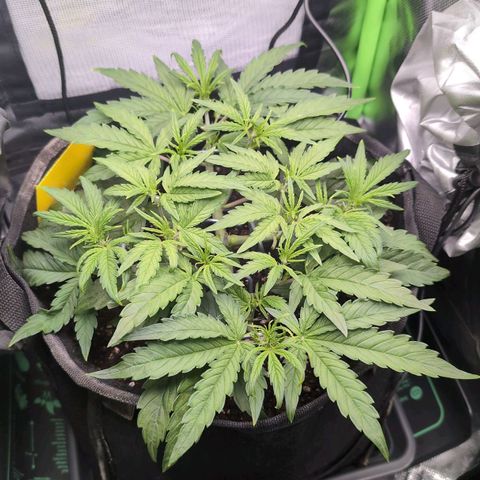 Sour Diesel Auto growlog timeline photo
