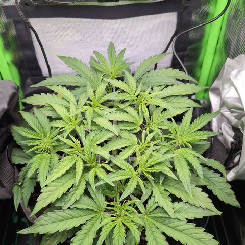 Sour Diesel Auto growlog timeline photo