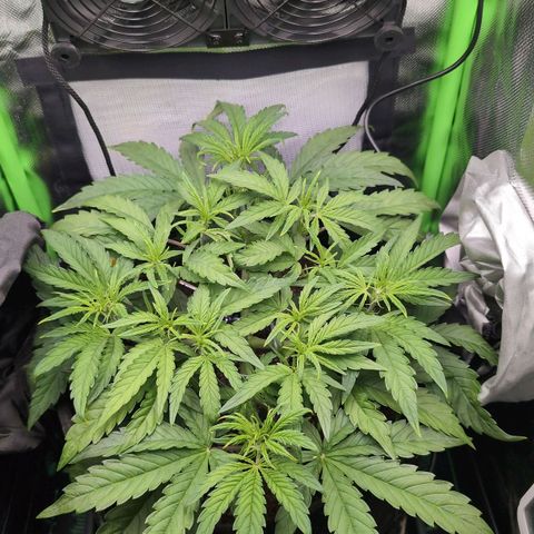 Sour Diesel Auto growlog timeline photo