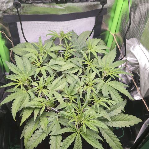 Sour Diesel Auto growlog timeline photo