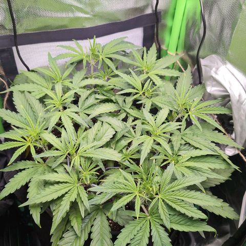 Sour Diesel Auto growlog timeline photo