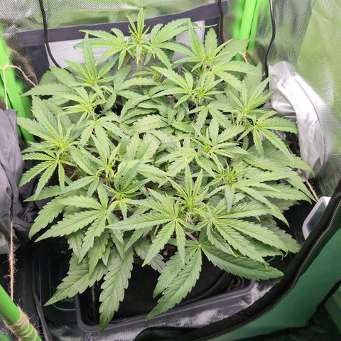 Sour Diesel Auto growlog timeline photo