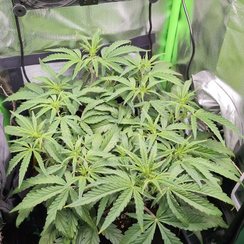 Sour Diesel Auto growlog timeline photo