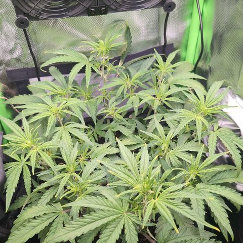 Sour Diesel Auto growlog timeline photo