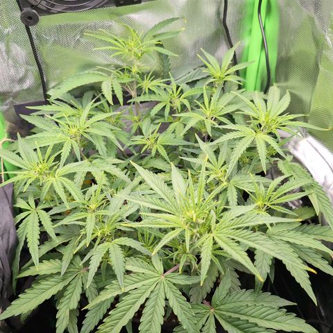 Sour Diesel Auto growlog timeline photo