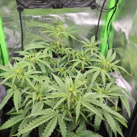 Sour Diesel Auto growlog timeline photo