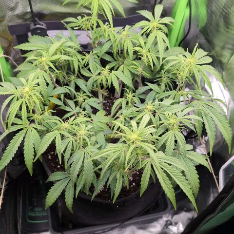 Sour Diesel Auto growlog timeline photo