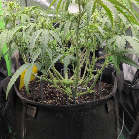 Sour Diesel Auto growlog timeline photo
