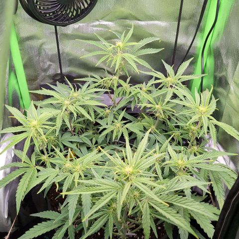 Sour Diesel Auto growlog timeline photo