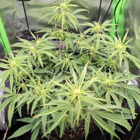 Sour Diesel Auto growlog timeline photo