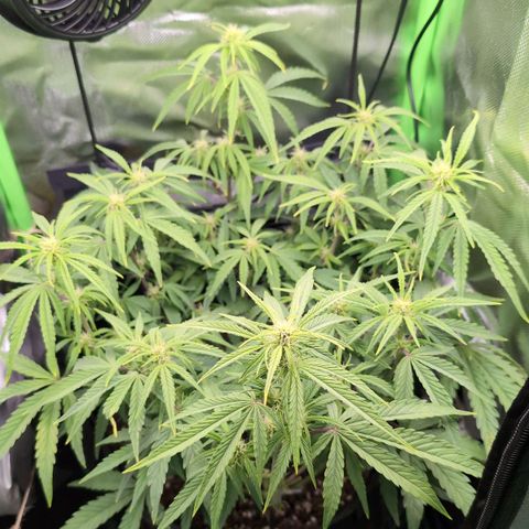 Sour Diesel Auto growlog timeline photo