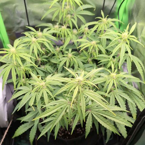 Sour Diesel Auto growlog timeline photo