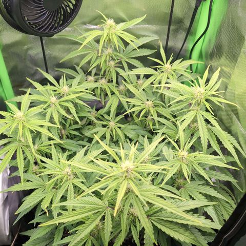 Sour Diesel Auto growlog timeline photo