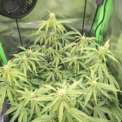 Sour Diesel Auto growlog timeline photo