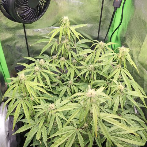 Sour Diesel Auto growlog timeline photo