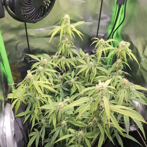 Sour Diesel Auto growlog timeline photo