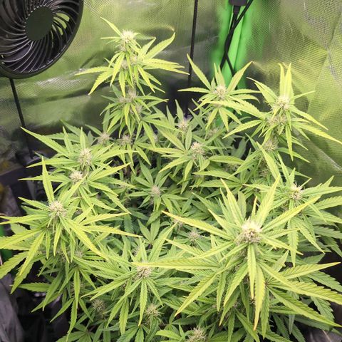 Sour Diesel Auto growlog timeline photo