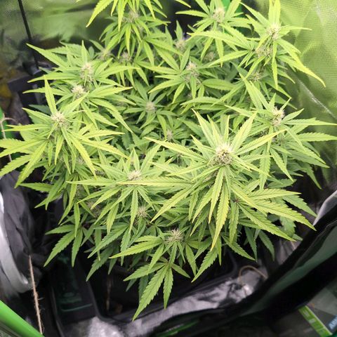 Sour Diesel Auto growlog timeline photo