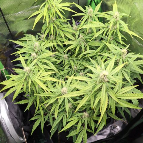 Sour Diesel Auto growlog timeline photo