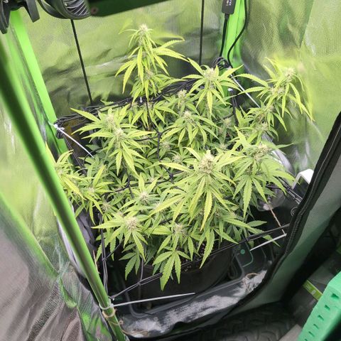 Sour Diesel Auto growlog timeline photo
