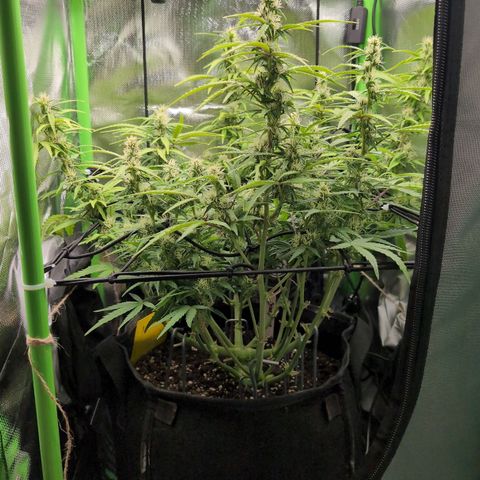Sour Diesel Auto growlog timeline photo