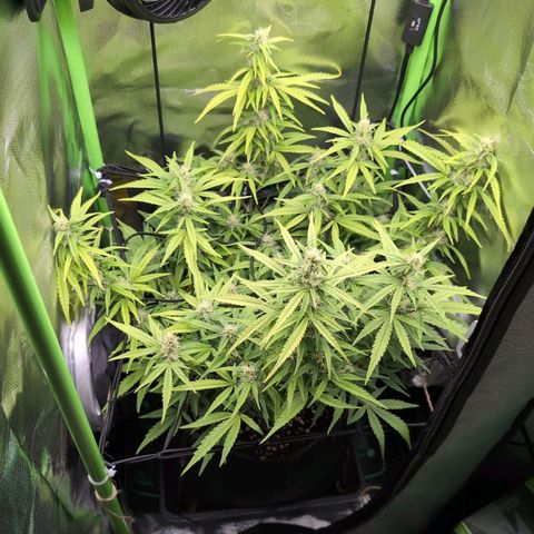 Sour Diesel Auto growlog timeline photo
