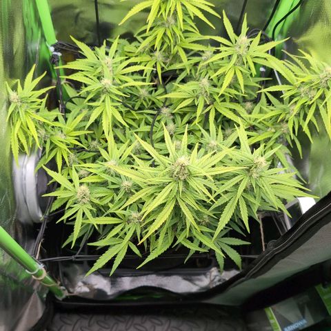 Sour Diesel Auto growlog timeline photo