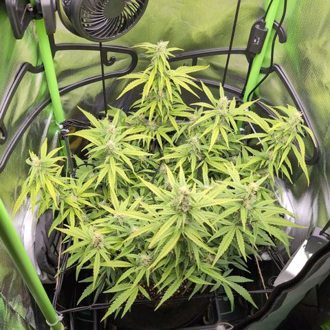 Sour Diesel Auto growlog timeline photo